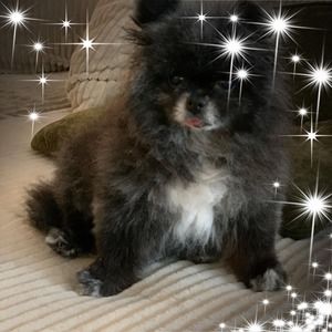 Meet your Posher, Paula